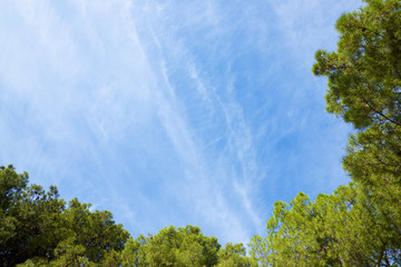 Obraz premium Trees in a park