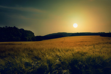 Sunset on field of grain.Landscape with fields of grain.Ripening grain in the field.