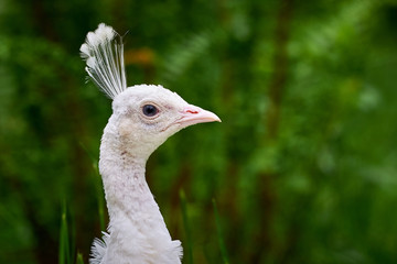 White peafowl, peahen (Pavo cristatus)