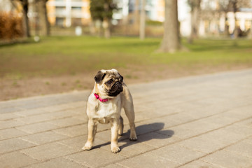 Pug dog - dog girl - with pink collar in the park. Happy puppy having rest. Dog enjoying nature. Cute portrait of a puppy pug. Puppy pug outdoors. Pug play in the park.