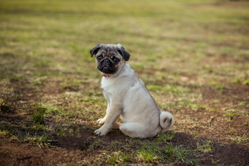 Obraz premium Pug dog - dog girl - with pink collar in the park. Happy puppy having rest. Dog enjoying nature. Cute portrait of a puppy pug. Puppy pug outdoors. Pug play in the park.
