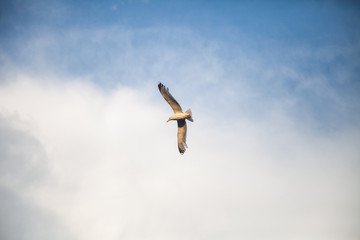 flying bird caught in the air near beatch