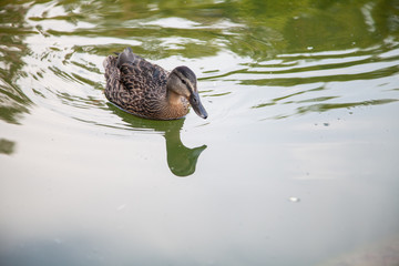 duck in the water