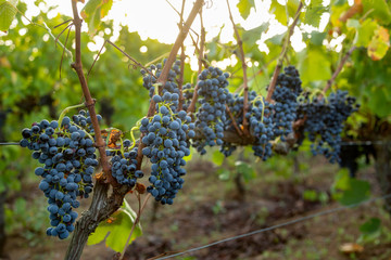 Dettaglio di uva in una vigna prima della vendemmia