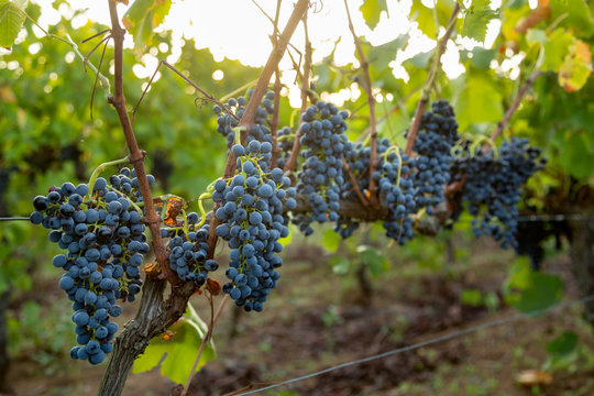 Dettaglio di uva in una vigna prima della vendemmia