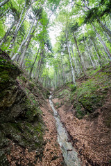 footpath in the forest