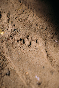 cat footprint on the sand