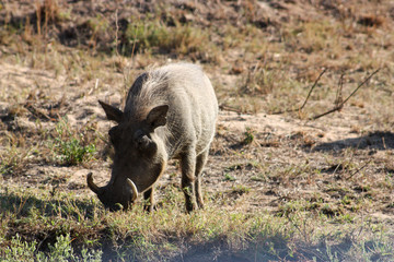 warthog in the wild