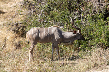 Naklejka na ściany i meble Kudu bull in the wild