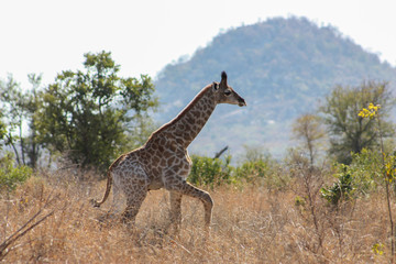 Baby giraffe walking in the savannah