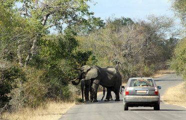 Naklejka na ściany i meble Elephants on the road