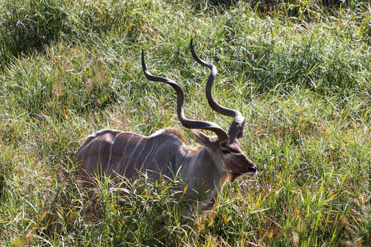 Kudu bull in tall grass