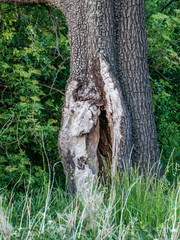 Waldsterben
