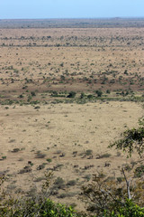 View of savanna with elephants
