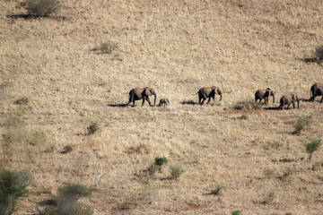 Herd of elephants