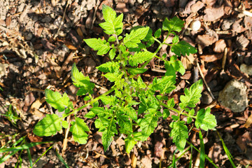 Top view at tomato seedling (Solanum lycopersicum) in spring