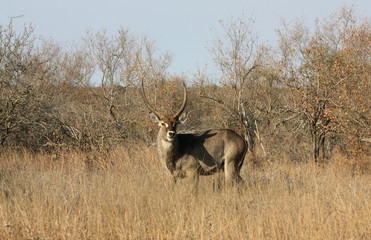 Waterbuck in the savannah
