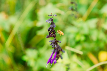 Biene Blume Hummel Wespe Lila