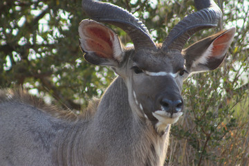 Kudu bull close-up 