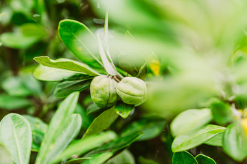 Früchte am Baum Feige 