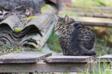 Cat sitting on a small footbridge