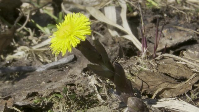 Huflattich, Fr&uuml;hling, Fr&uuml;hlingsblume, Blume, Bl&uuml;te, Fr&uuml;hlingsbote, Tussilago farfara, Asteraceae, Korbbl&uuml;tler, Asternartige,  Breitlattich, Brustlattich, Eselslattich, Latten, Lette, Ackerlatsche, Wan