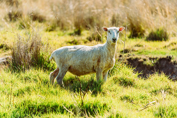 Schaf auf Wiese