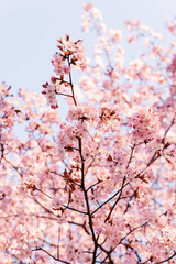 Blooming tree with pink flowers close up.