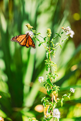 Schmetterling an Blume