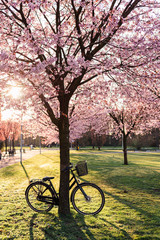 Fototapeta premium View to the park during sunset through blooming trees.