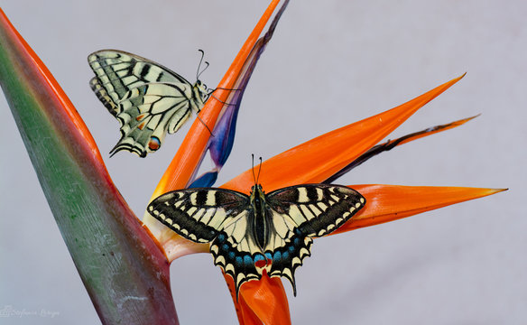 farfalla