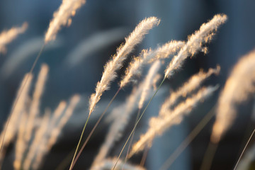 grass in the sun