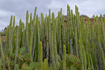 The clump forming Succulent Euphorbia canariensis with a flowering Prickly Pear cactus, Opuntia in the foreground.
