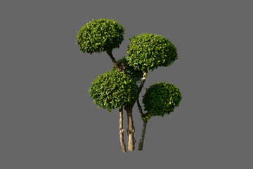 Isolated Streblus asper, Siamese rough bush, or tooth brush tree with clipping paths.