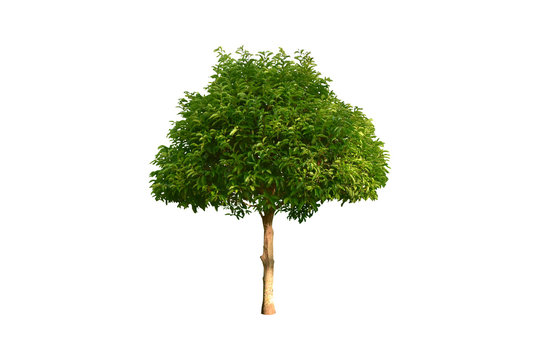 Isolated mimusops elengi or bullet wood tree with clipping paths.