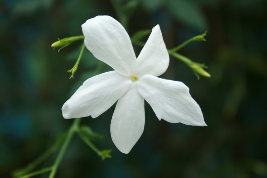 pichi flower, 