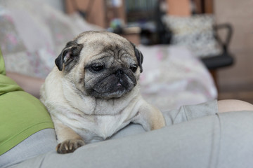 Pug is sitting on a woman’s lap. The pug has an offended muzzle. Pug female.