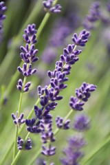 Lavendel