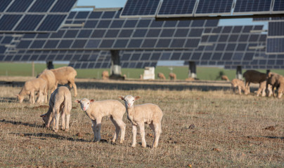 Lambs looking at camera in the field with solar panels