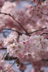 Fototapeta premium Blüte