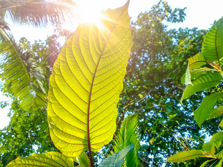 Kratom leaves, speciosa leaf. Asia herbs 