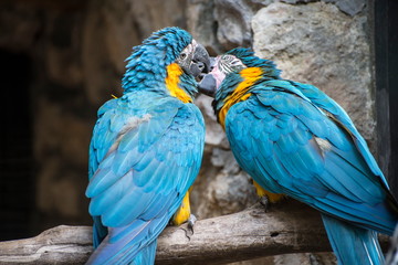 blue and yellow macaws kissing
