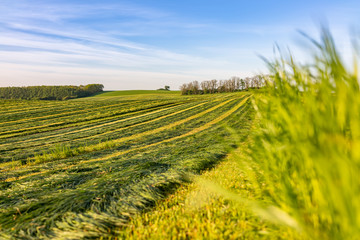 green field of wheat