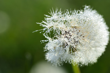 Close-up of a white dandelion with small umbrellas, in summer in front of a green meadow, with water drops and space for text