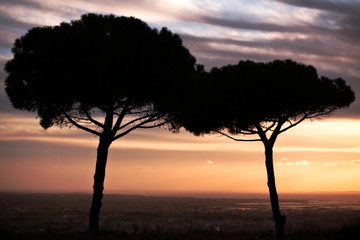 Alberi in controluce durante il tramonto