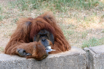 An orangutan