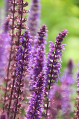 Naklejka premium Blumen