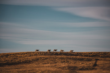 Obraz premium sheep in the field mountain landscape