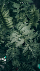 leaves, plants, dark, twilight, drops, wallpaper, screensaver, Hosta, flowers, nature, forest, foliage, bouquet, still life, leaf, green