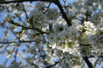 Blüte